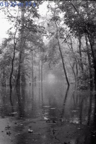 Forest2
