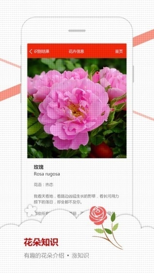 微软识花3
