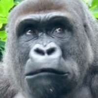 GORILLA SLOT INFINITYios版