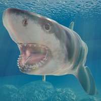 Shark Oceanios版