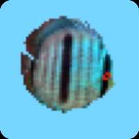 Discus Worldios版