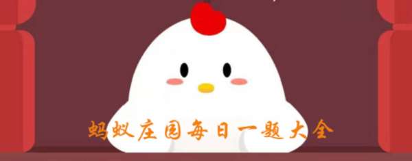 小鸡宝宝考考你扇贝会游泳吗 真的会哦 当然不会