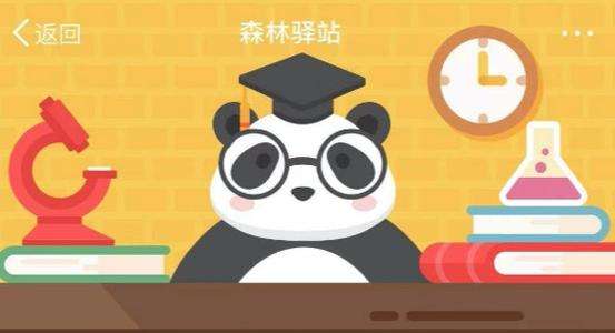 下列哪个关于熊猫的描述是正确的 都是单亲家庭里长大的 熊猫是一夫一妻终身相伴 熊猫是群居动物